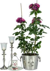 Bath and Beauty Rose